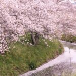 坂本　高草川沿いの桜