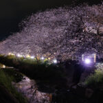 坂本　高草川沿いの桜（夜桜）