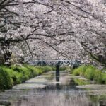 大住　黒石川沿いの桜