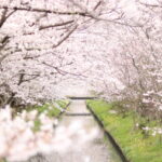 すみれ台　木屋川沿いの桜